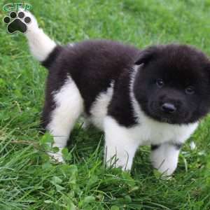 AKC Bear, Akita Puppy